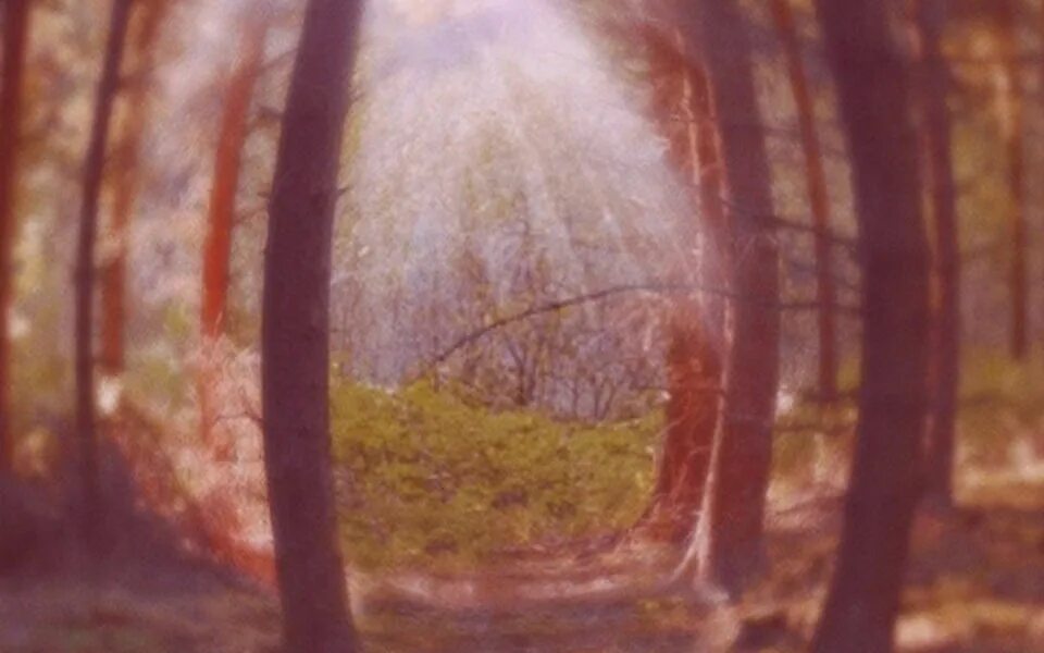 Мир глазами разных животных. Как выглядит мир глазами. Ван гог дальтоник. Как видят мир лошади. Как видят мир кошки.