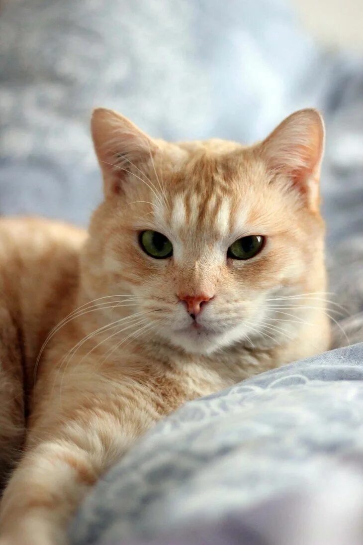 Очень красивые кошки картинки. Красивые кошечки. Красивые котики. Красивый кот. Рыжая кошка.