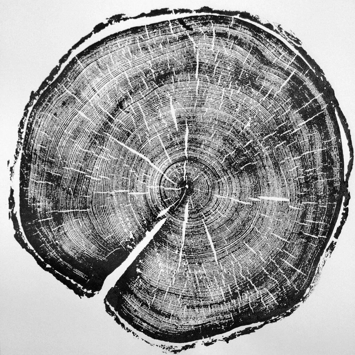 Рисунок среза. Дерево в разрезе. Срез дерева. Срез бревна. Срез дерева текстура.