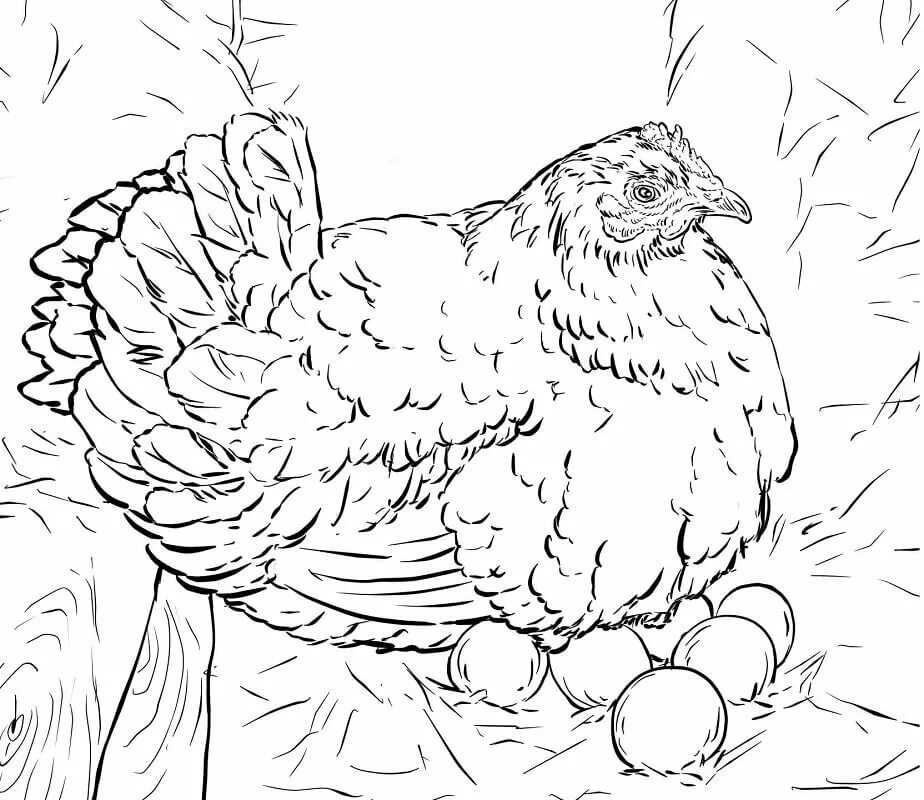 Рисунки с курами. Курица раскраска. Курочка раскраска. Раскраска курица с цыплятами. Курочка с цыплятами раскраска.