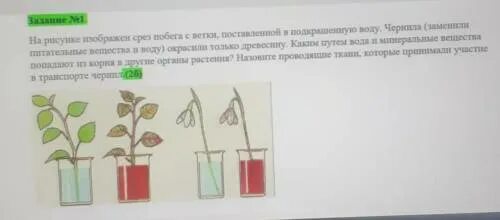 Опыт с окрашенной водой и веточкой. Ветка в подкрашенную воду. Поместил побег березы в подкрашенную чернилами воду. Опыт с веточками в воде и подкрашенной воде. Какой слой стебля окрасился в подкрашенной воде