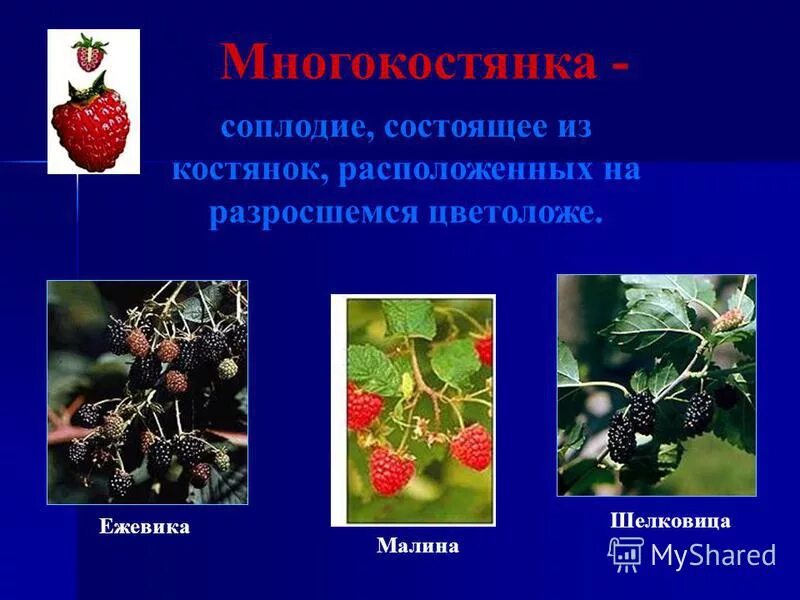 Плод соплодие. Шелковица соплодие строение. Плод соплодие примеры. Соплодия примеры плодов. Околоплодник это разросшиеся