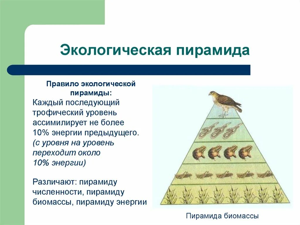 Процессы экологической пирамиды