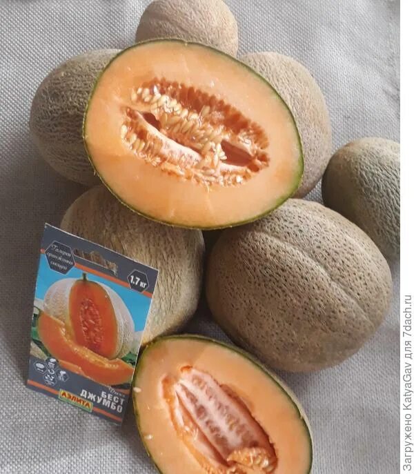 Дыня джумбо. Канталупа с личинками. Дыня канталуп. Аэлита дыня бест джумбо. Дыня джумбо.