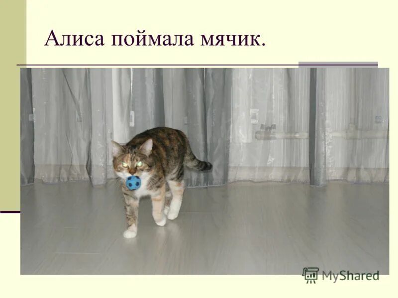 алиса попадается. что посетила алиса попав в страну чудес. загадка с домовым. алиса аудиокниги. алиса попадается.