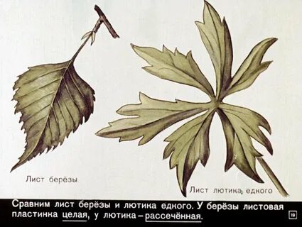 Раздельный лист