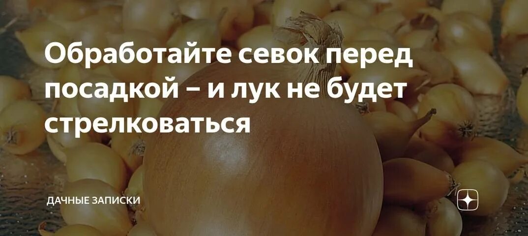 Замачивать ли севок перед посадкой. Лук севок перед посадкой.