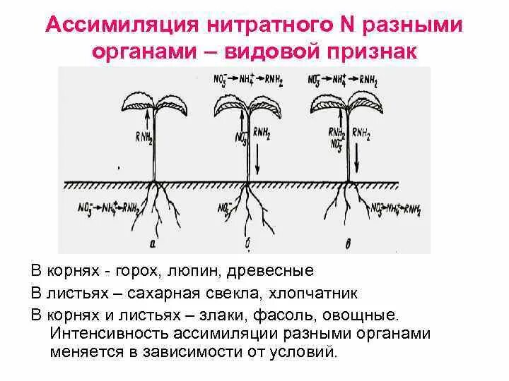 Ассимиляция серы в растениях. Ассимиляция углерода растениями. Ассимиляция со2 в растениях. Ассимиляция в природе у растений.