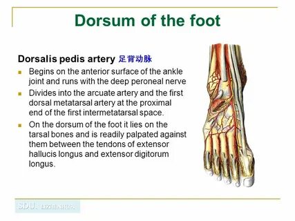 Fractura pedis transversa
