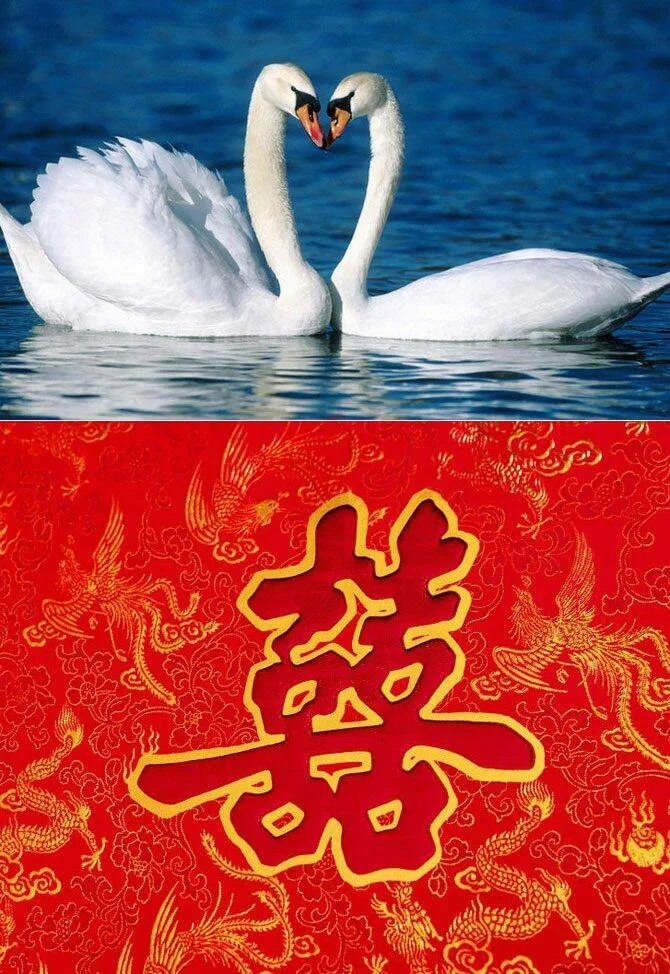 по фэншую прикол. живи с блеском. символ любви фен шуй. глюкоза фэн шуй. картина для привлечения любви.