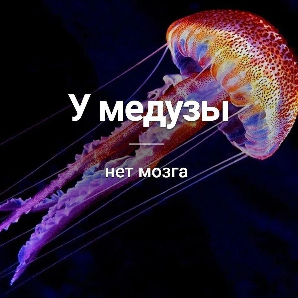 У сердца есть мозг. Мозг медузы. У медузы нет мозга. У медуз нет мозгов.