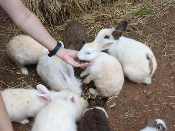 Недельные кормовые кролики. Крольчата 1 месяц. Кролики 3 недели. Кормление 2 месячных крольчат. Что можно маленьким кроликам