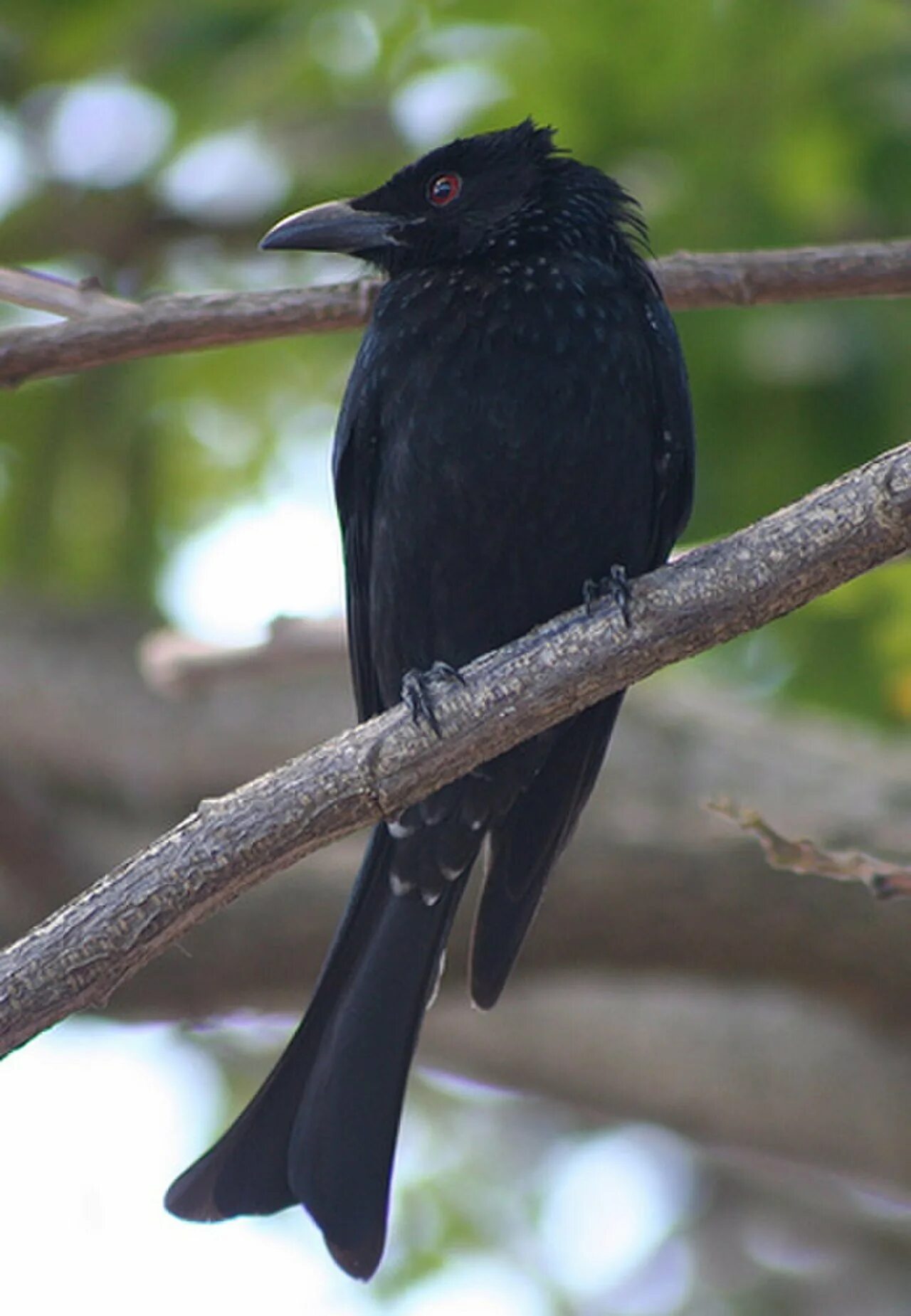 Андаманский Дронго. Spangled Drongo (Dicrurus bracteatus). Черная птица с длинным хвостом. Маленькая черная птичка.