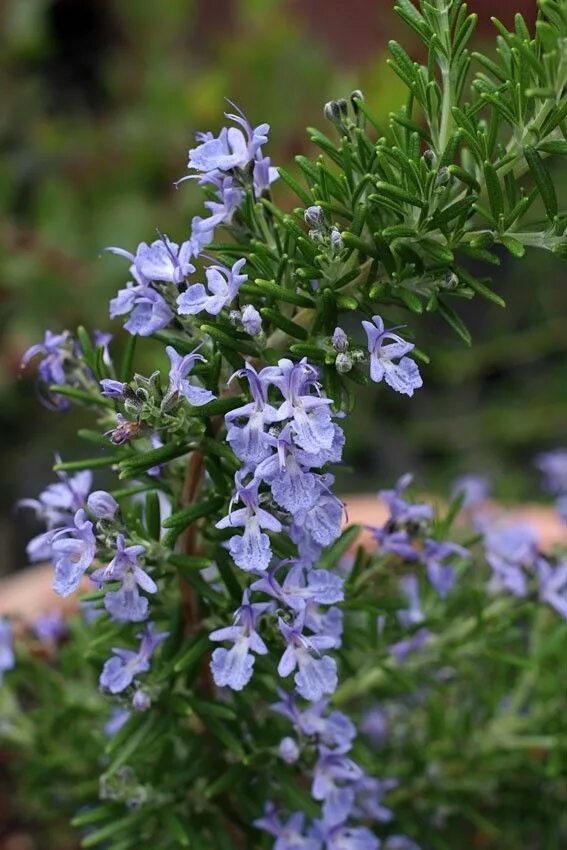 Как цветет розмарин. Розмарин officinalis. розмарин оффициналис. розмарин растение. розмарин обыкновенный rosmarinus officinalis.