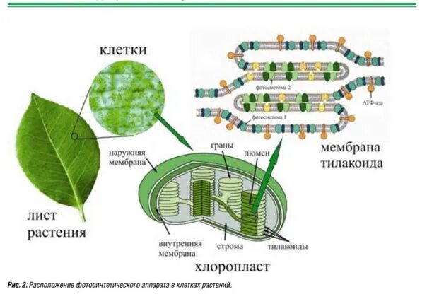 В каких клетках листа расположены хлоропласты. Фотосинтез 6 класс биология опорный конспект. Схема строения листа и фотосинтеза. Схема фотосинтеза у растений. Процессы при фотосинтезе.