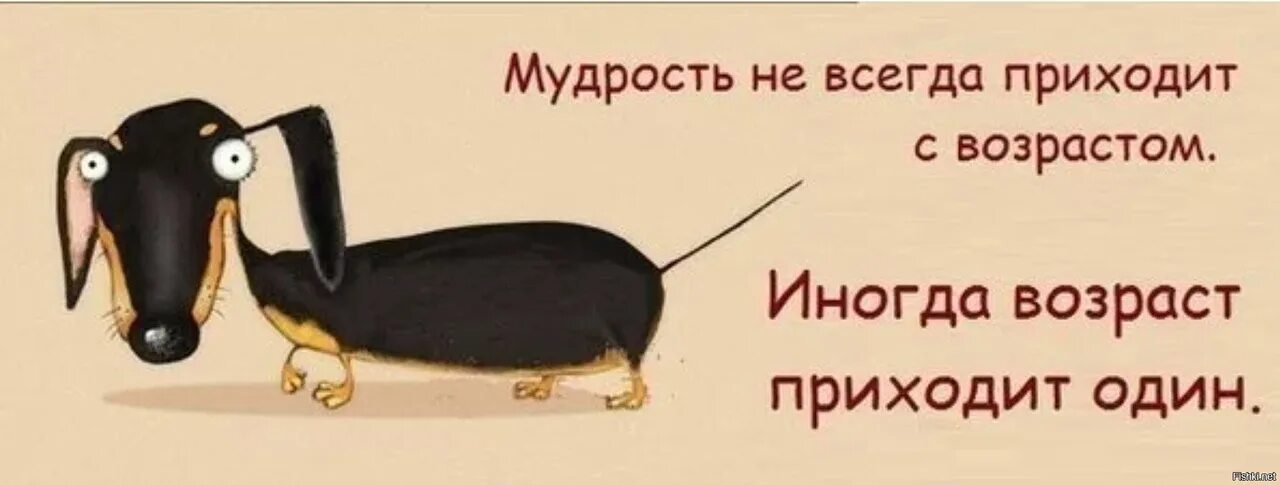 Мудрость приходит с возрастом но иногда возраст. Мудрость не приходит с возрастом. Жванецкий мудрость приходит с возрастом. Мудрость приходит с возрастом но иногда возраст. Говорят мудрость приходит с возрастом.