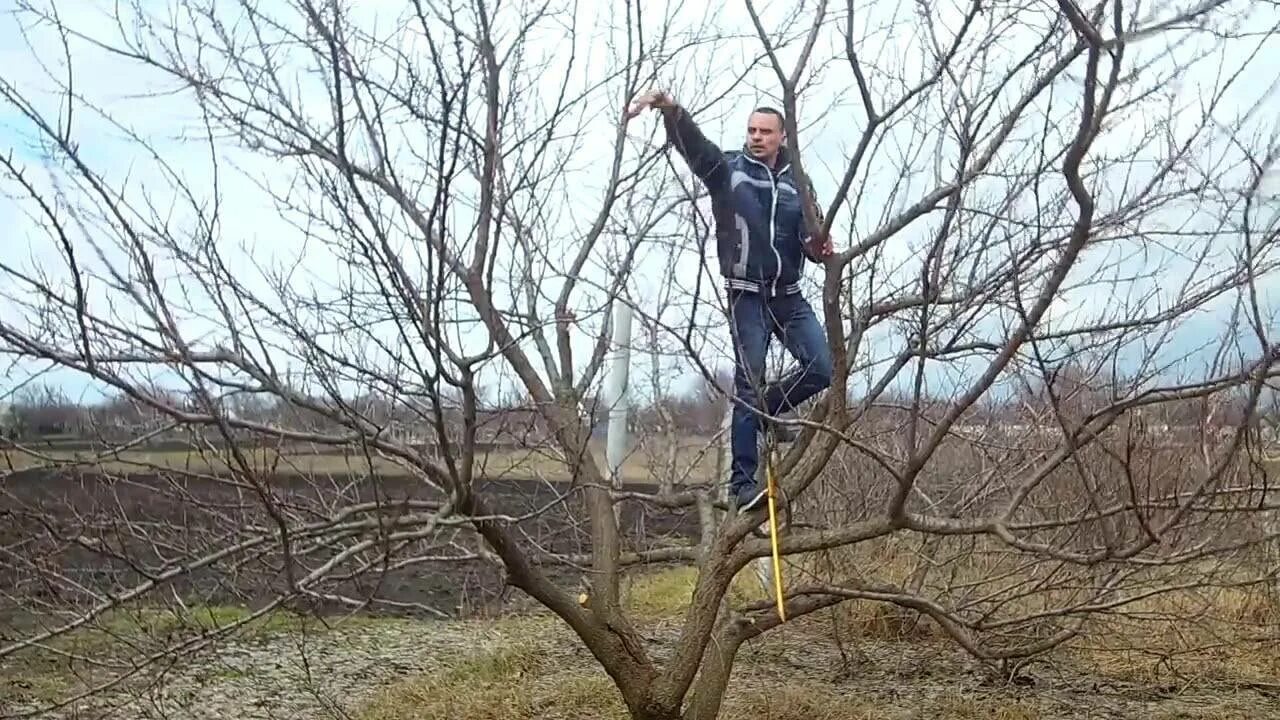 Обрезка деревьев абрикоса весной. Обрезка дерева абрикос. омолаживающая обрезка абрикоса. обрезка абрикосового дерева весной. абрикос старое дерево.