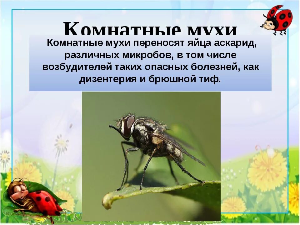Постановление мухи. Насекомые переносчики заболеваний мухи. муха переносчик заболеваний. муха переносит болезни. комнатные мухи переносчики заболевания.