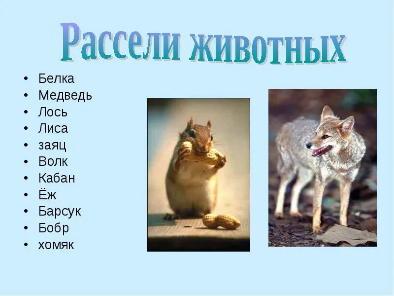 Волк лиса и заяц. Продолжительность жизни животных волк. Продолжительность жизни животных лисы волка зайца медведя. Продолжительность жизни животных лиса.