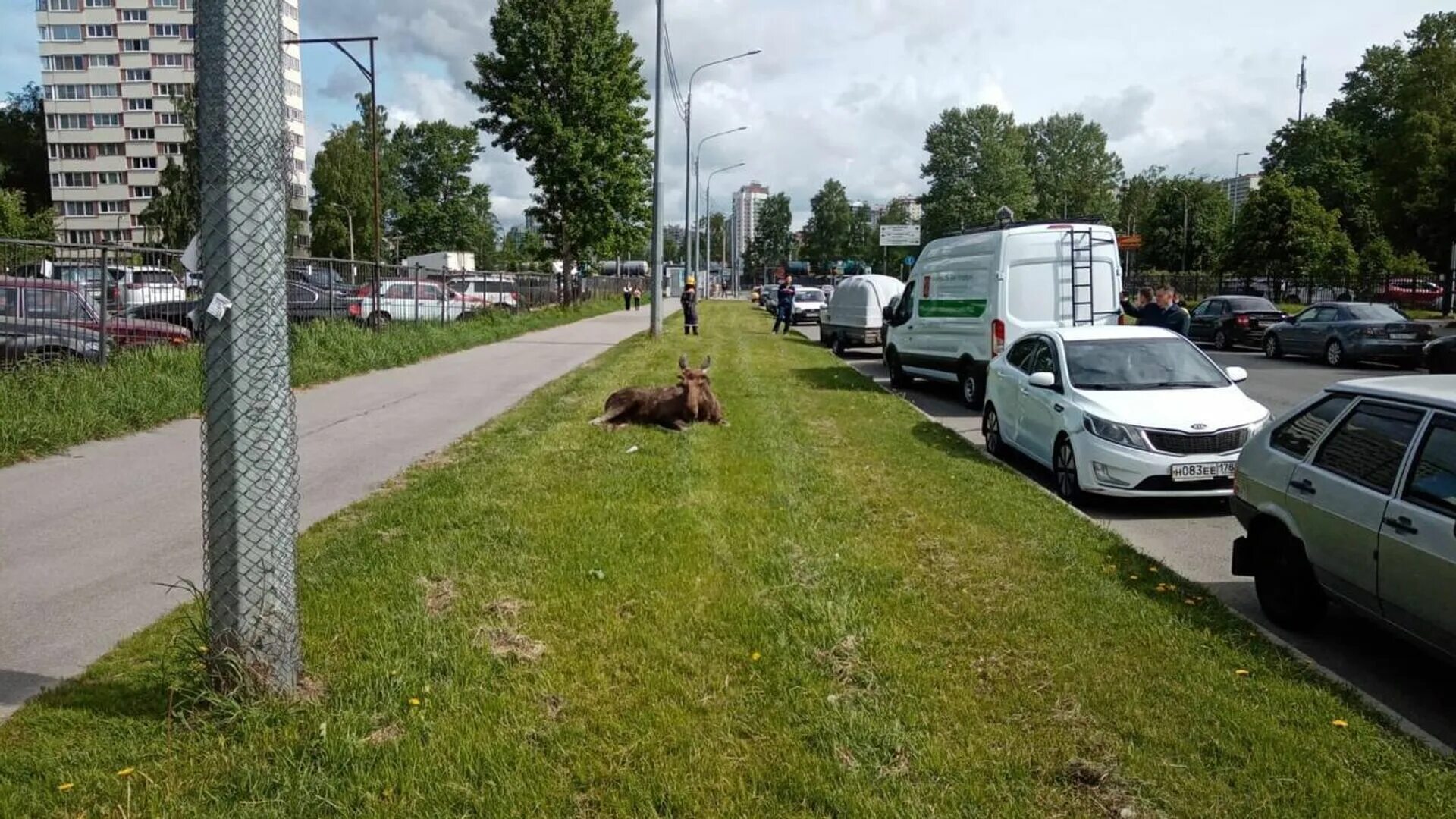 Автомобиль в городской среде. Санкт-Петербург дороги в городе. Лось в Калининском районе. Лось петербург