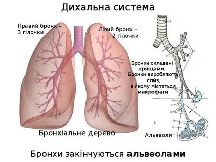 Бронхи человека находятся