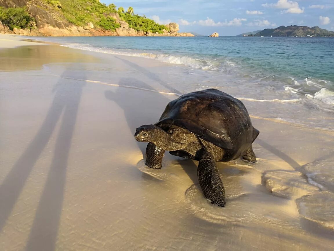 Сейшельские черепахи. Черепаший остров Сейшелы. Остров Альдабра Сейшелы черепахи. Черепаший остров Фиджи. Занзибар Черепаший остров.