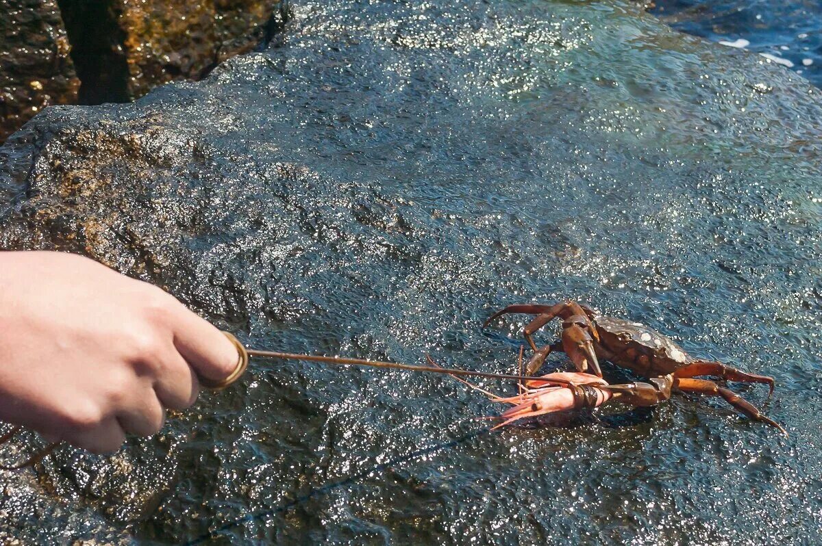 Где найти руки краба. Ловля крабов в черном море. Ловля крабов Вардане. Ловля Камчатского краба. Ловля крабов руками.