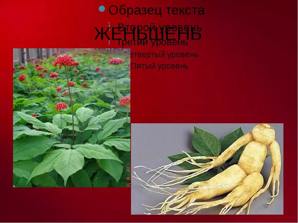 Уссурийская тайга женьшень. Растения из красной книги. Женьшень дальневосточный. Фото женьшеня в лесу. Элеутоник женьшень.
