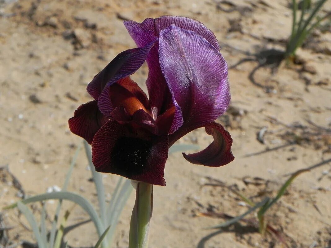 пустыня негев цветет. цветущая пустыня негев. ирис в пустыне. нарцисс в пустыне. ирисы в пустыне.