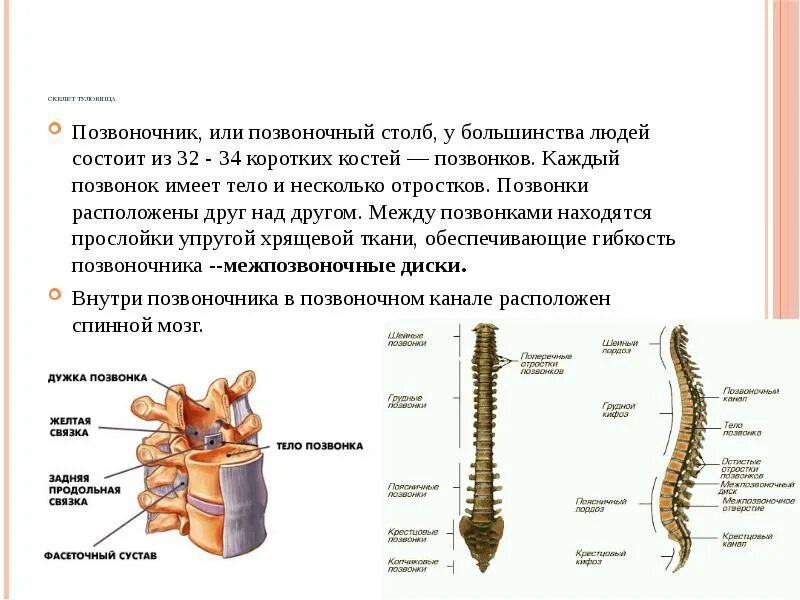 Позвоночный столб определение. Скелет туловища позвоночный столб. позвоночный столб человека состоит. опорно двигательный аппарат позвоночный столб. позвоночник или позвоночный столб.