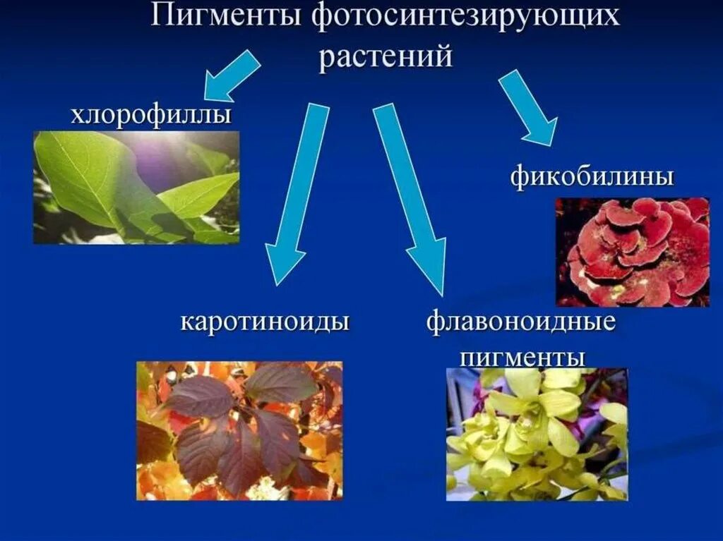 Какой пигмент фотосинтез. Пигменты растений. пигменты фотосинтеза. фотосинтетические пигменты растений. основные пигменты растений.