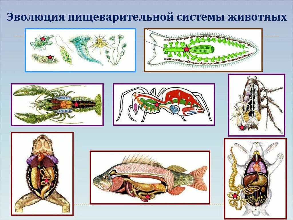 Эволюция систем органов животных пищеварительная система. Эволюция пищеварительной системы животных. Эволюция пищеварительной системы позвоночных животных. Эволюция пищеварительной системы у беспозвоночных животных. Кишечник беспозвоночные