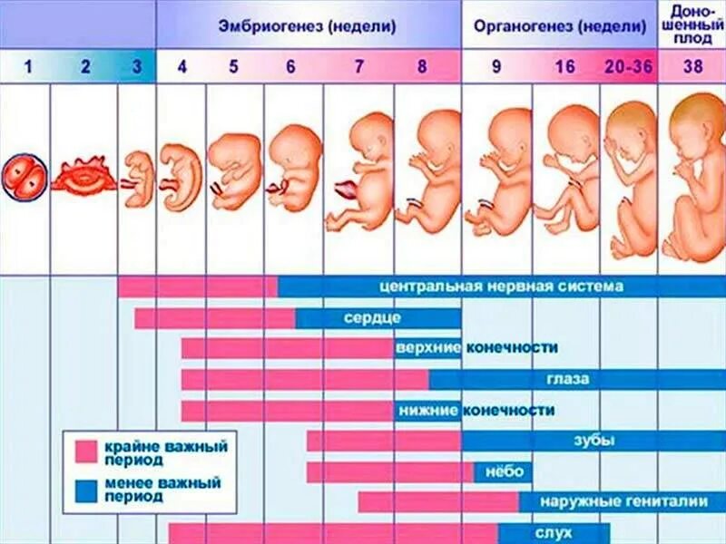 Начало зачатия ребенка