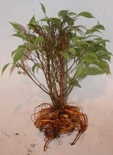 Фикус корневой