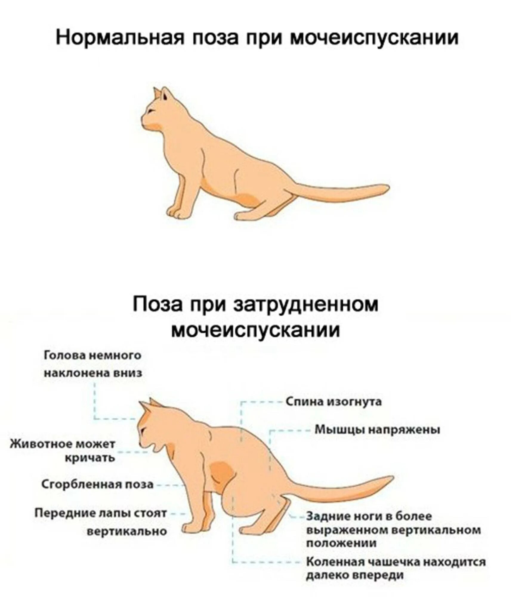 Мочекаменная болезнь у котов симптомы. Признаки мочекаменной болезни у кота кастрата. Поза кота при мочекаменной болезни. Мочекаменная болезнь у кошек симптомы. На сколько можно оставить кошку одну