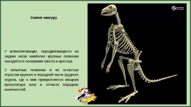 Особенности внешнего строения скелета млекопитающих. Скелет кенгуру. Скелет млекопитающих. Строение скелета млекопитающих. Скелет кенгуру строение.