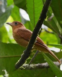 Rufous Potoo что за птица
