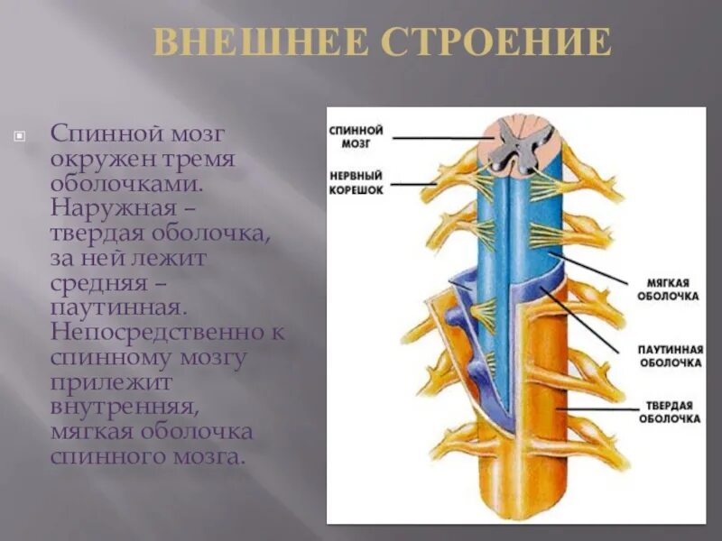 Снаружи тверд