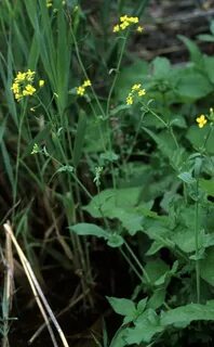 Brassica rapa subsp rapifera