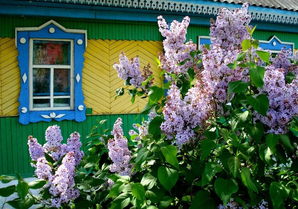 Опять сирень. Среднеамурская сирень. Сирень Борисовские пруды. Сирень в палисаднике. Пышный куст сирени.