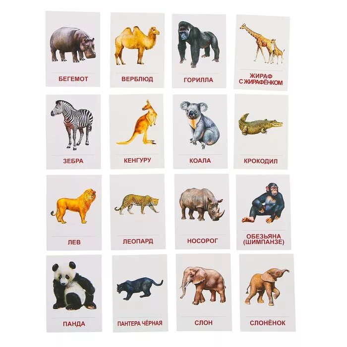 Учить названия животных. Карточки Домана животные Африки /животные тёплых стран. Карточки с животными для детей. Карточки с изображением животных для детей. Карточки с животными жарких стран.