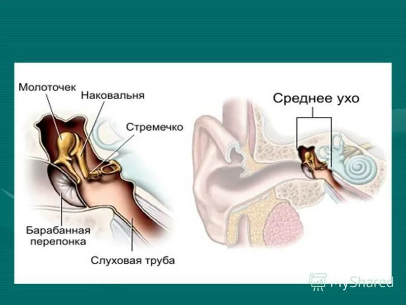 Какая функция слуховых косточек. Барабанная перепонка строение уха. Строение молоточка наковальни и стремечка. Среднее ухо молоточек наковальня и стремечко. Строение среднего уха человека.