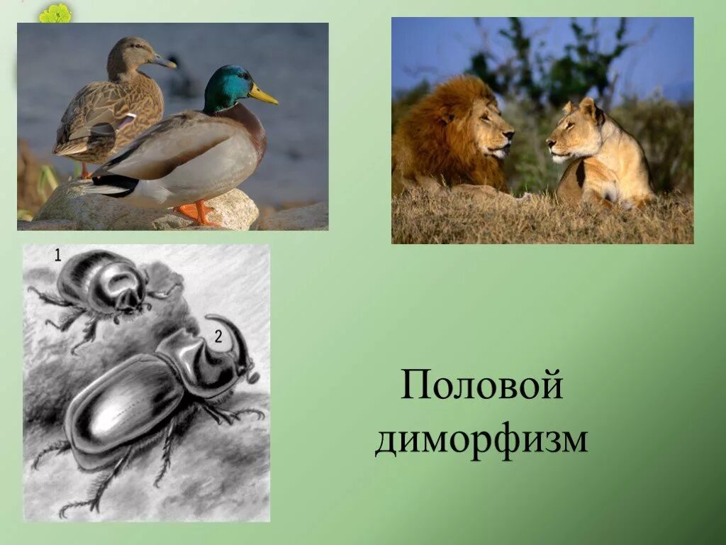 Половой диморфизм у насекомых. Половой диморфизм у рыб удильщиков. Половой диморфизм у животных. Половой диморфизм анатомия. Половой диморфизм млекопитающих.