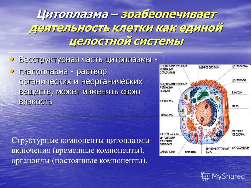 Цитоплазма. Структурные компоненты цитоплазмы. Цитоплазма эукариот. Структура цитоплазмы клетки.