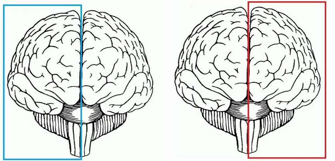 Большой мозг рисунок. 2 Полушария мозга. Головной мозг 2 полушария. Мозг спереди. Три полушария мозга.
