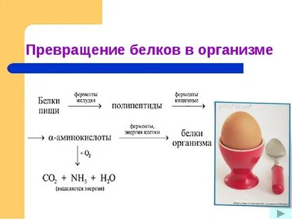Преобразование белков