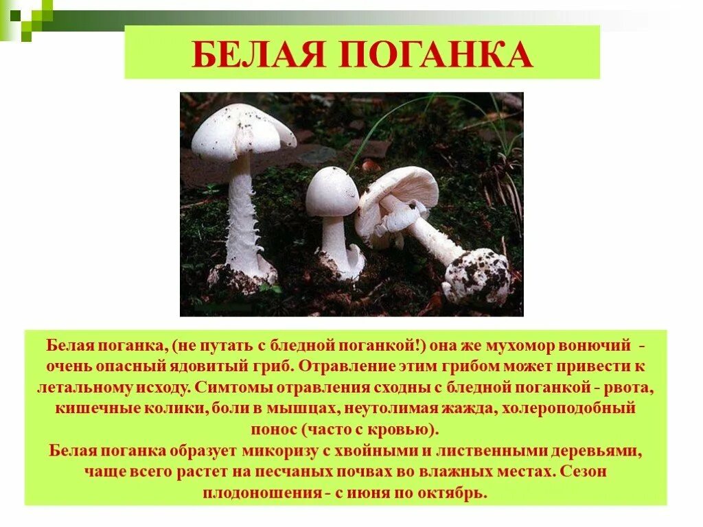 Опасный гриб бледная поганка. Бледная поганка гриб. Бледная поганка (Amanita phalloides). Белая поганка. Сообщение о бледной поганке