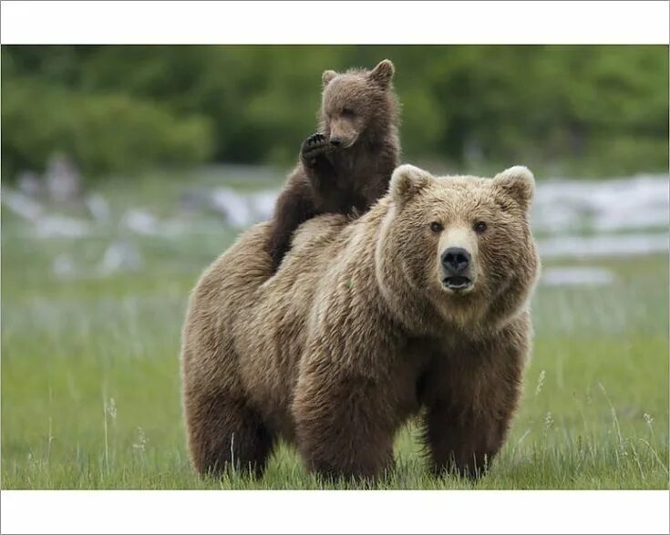 Bears necessary. Медведь гризли. Северная америка медведь гризли. Бурый медведь с медвежатами. Bears necessary.