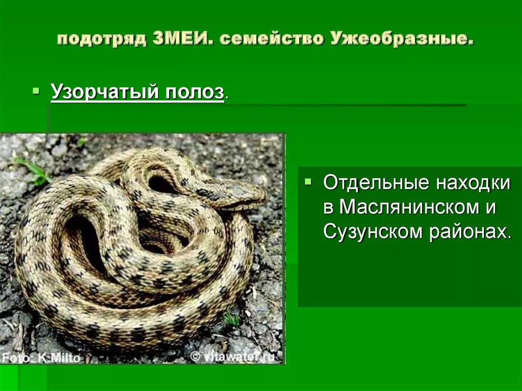 Змеи какое семейство. Узорчатый полоз семейство Ужеобразные. Рептилии Новосибирской области. Подотряд змеи семейства. Пресмыкающиеся Новосибирской области.