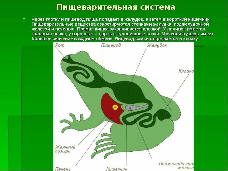 Пищеварительные железы земноводных. Органы пищеварительной системы земноводных. пищеварительная система лягушки. строение пищеварительной системы лягушки. пищевод у земноводных.